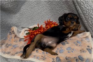 Josephine - Cavalier King Charles Spaniel for sale