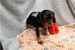 Josie - Cavalier King Charles Spaniel for sale