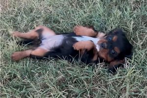 Josephine - Cavalier King Charles Spaniel for sale