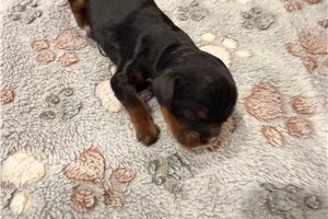 Josephine - Cavalier King Charles Spaniel for sale