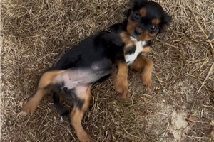 Josephine - Cavalier King Charles Spaniel for sale