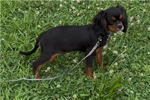 Pocahontas - Cavalier King Charles Spaniel for sale