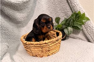 Josie - Cavalier King Charles Spaniel for sale