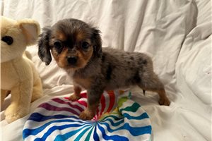 Alice - puppy for sale