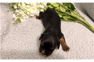 Jordan - Cavalier King Charles Spaniel for sale