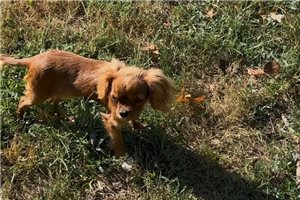 Nori - puppy for sale