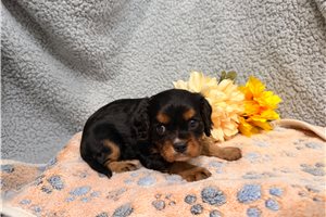 Jordan - Cavalier King Charles Spaniel for sale