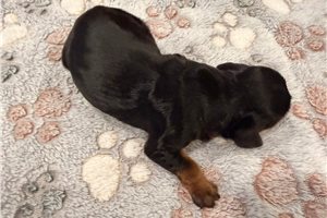 Josie - puppy for sale
