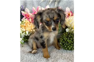 Alexis - puppy for sale