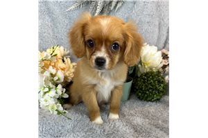 Alea - Mixed/Other for sale