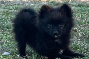 Prudie - Pomeranian for sale