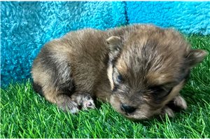 Lester - Pomeranian for sale