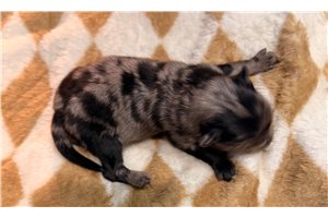 Ophelia - puppy for sale