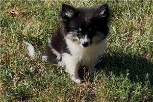 Brie - Pomeranian for sale