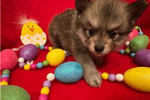 Kingsley - Pomeranian for sale