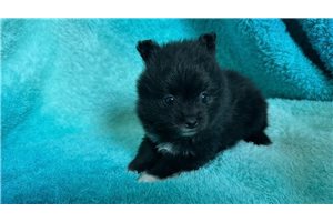 Luca - Pomeranian for sale