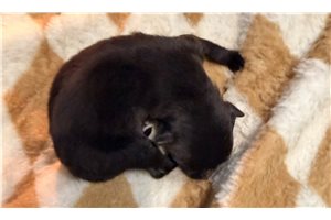 Opal - puppy for sale