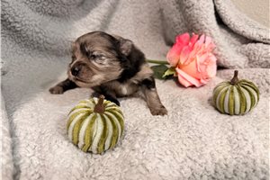 Ophelia - Pomeranian for sale