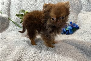 Owen - Pomeranian for sale
