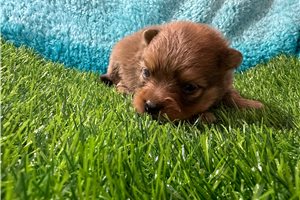 Linus - Pomeranian for sale