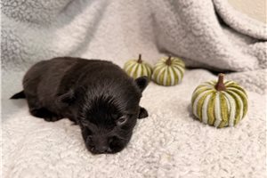 Omen - Pomeranian for sale