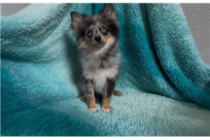 Kole - Pomeranian for sale