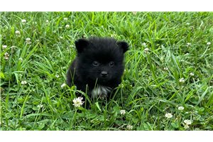 Johanssen - puppy for sale