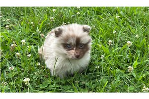 Evangeline - puppy for sale