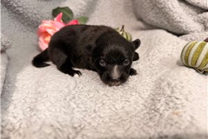 Opal - Pomeranian for sale
