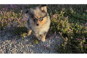 Kole - Pomeranian for sale