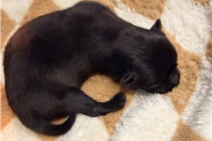 Omen - puppy for sale