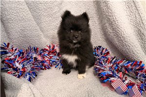 Luca - Pomeranian for sale