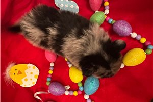 Kole - Pomeranian for sale