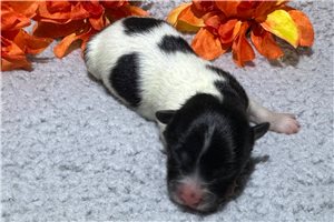 Lily - puppy for sale