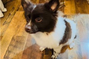 MacGuire - puppy for sale