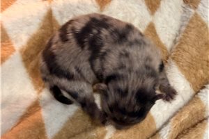 Orville - puppy for sale