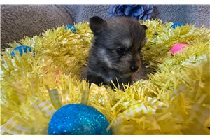 Kingsley - puppy for sale