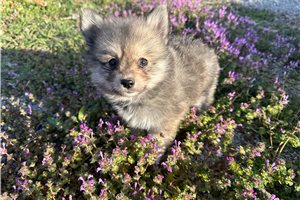 Kingsley - Pomeranian for sale