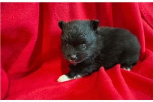 Luca - Pomeranian for sale