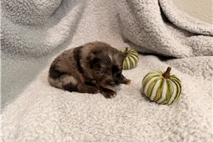 Orson - Pomeranian for sale