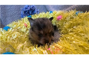 Kole - puppy for sale