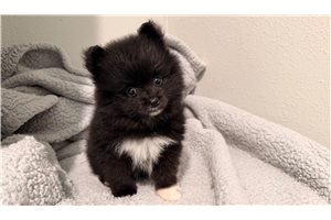 Luca - Pomeranian for sale