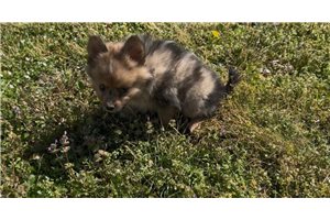 Kingston - Pomeranian for sale