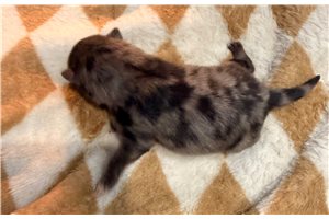 Orson - Pomeranian for sale