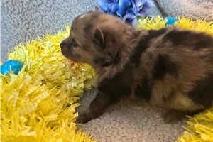 Kingston - Pomeranian for sale