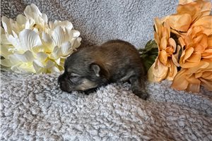 Kayleigh - puppy for sale