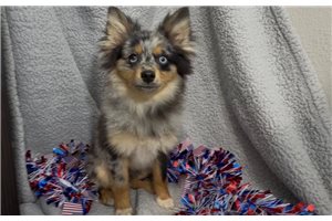 Kole - Pomeranian for sale