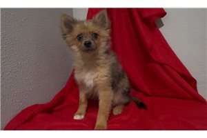 Kingston - Pomeranian for sale