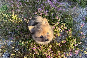 Kingston - Pomeranian for sale