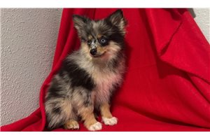 Kole - Pomeranian for sale